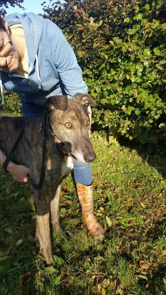 22641801 1453557941394796 1518416944 o