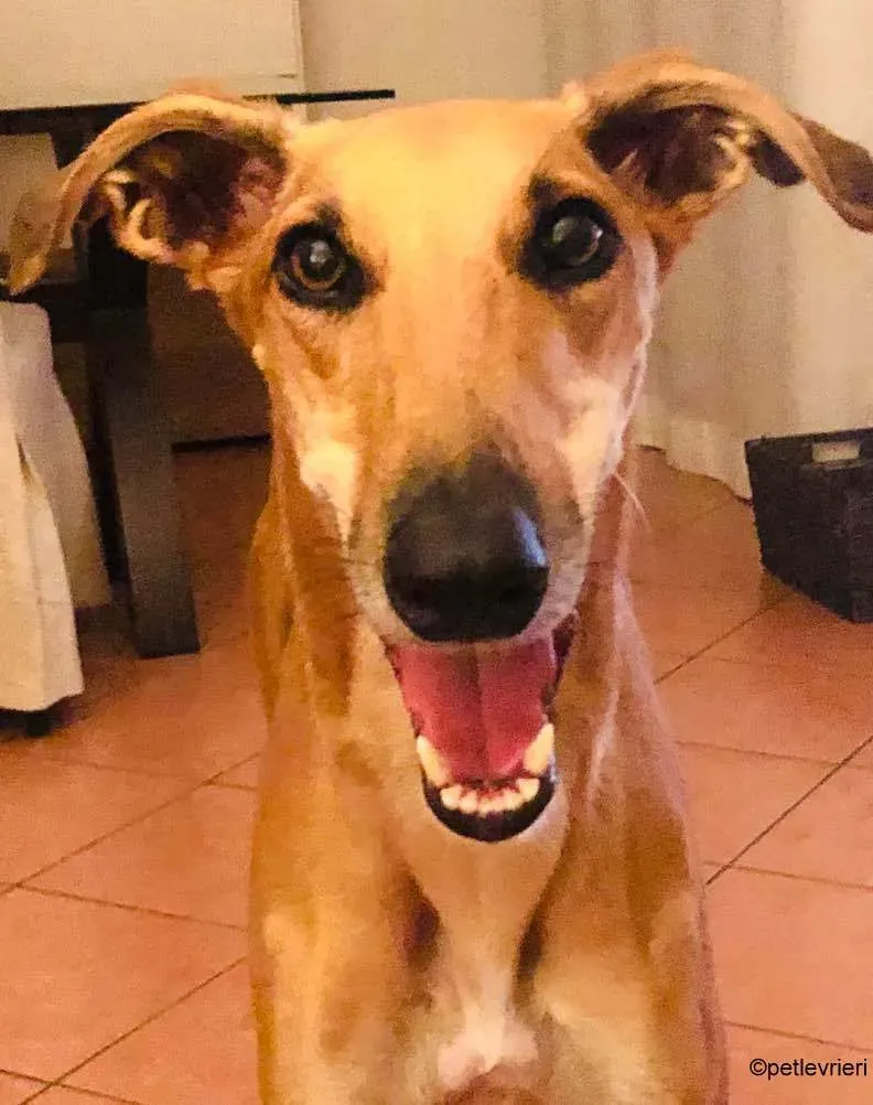 22Stevie lurcher pet levrieri felici casa