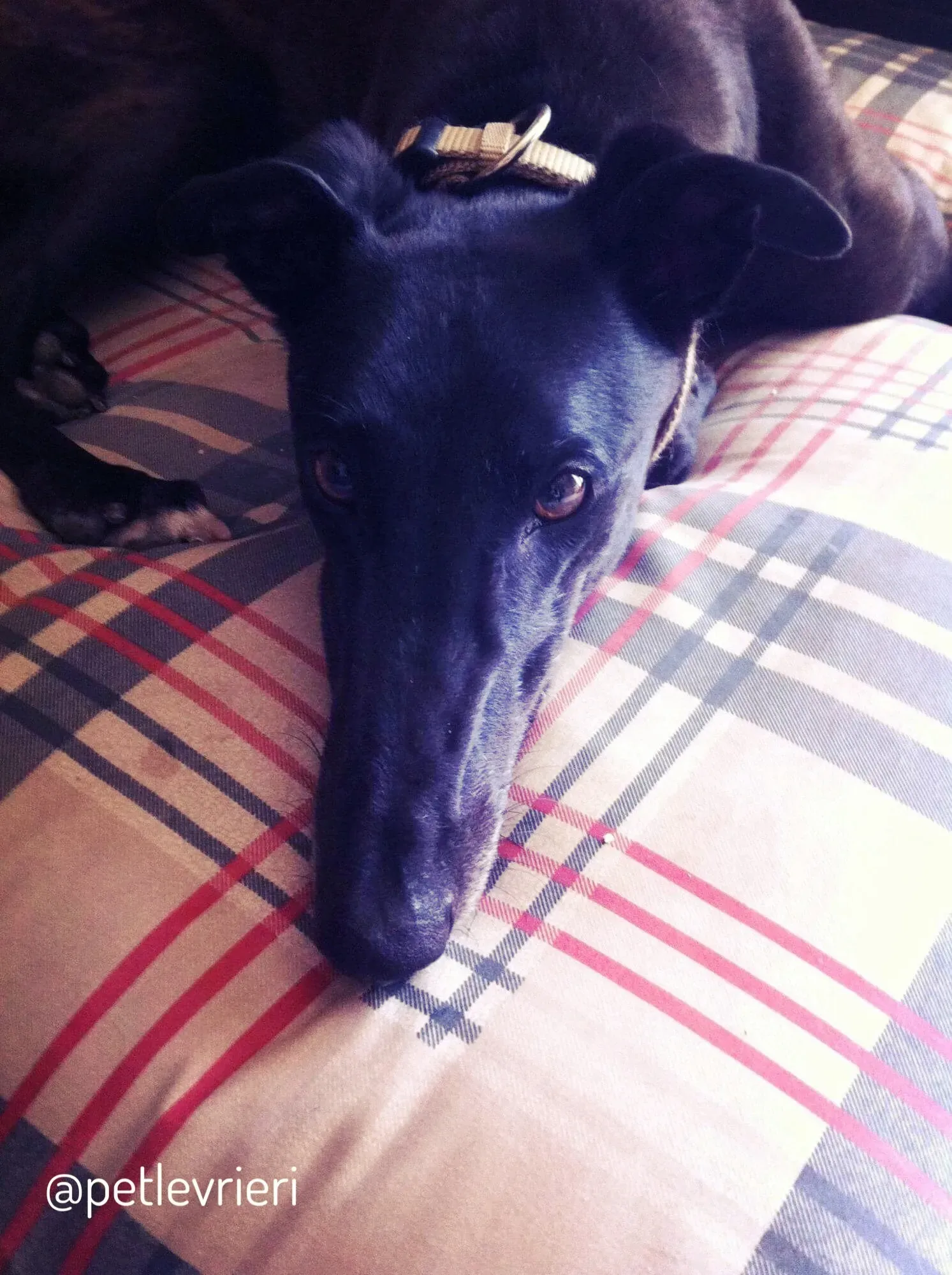 22  Rosie petlevrieri mercatodellacarne cina macao onlus