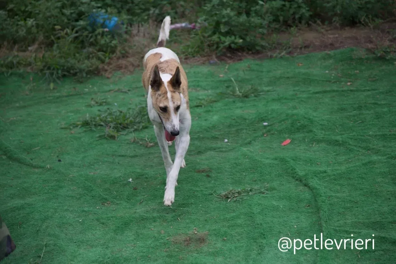 22 Sam whippet petlevrieri petlevrierionlus salvatomercatodellacarne cina maco.JPG