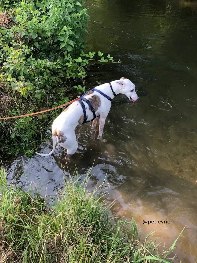 22 Spark Greyhound rescue petlevrieri petlevrierionlus foster progettofoster