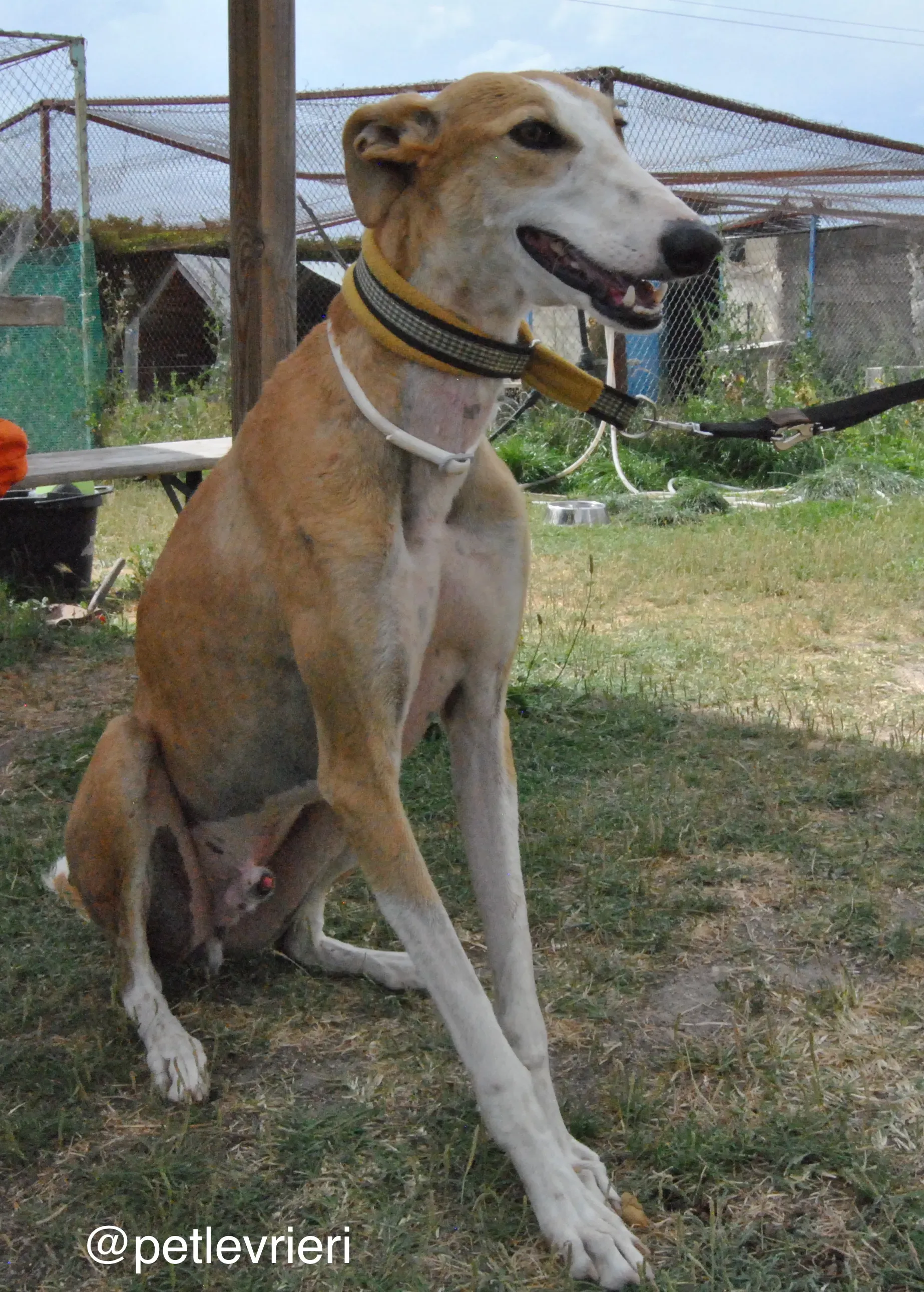 22 bisky adozione levrieri galgo