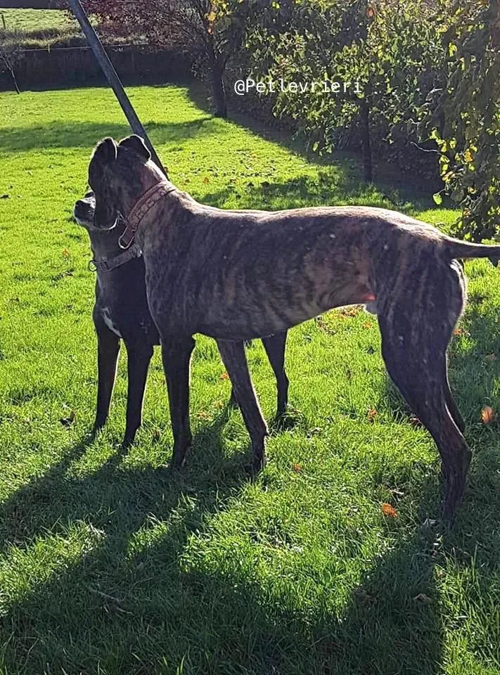 22 rodney adozione levrieri grey