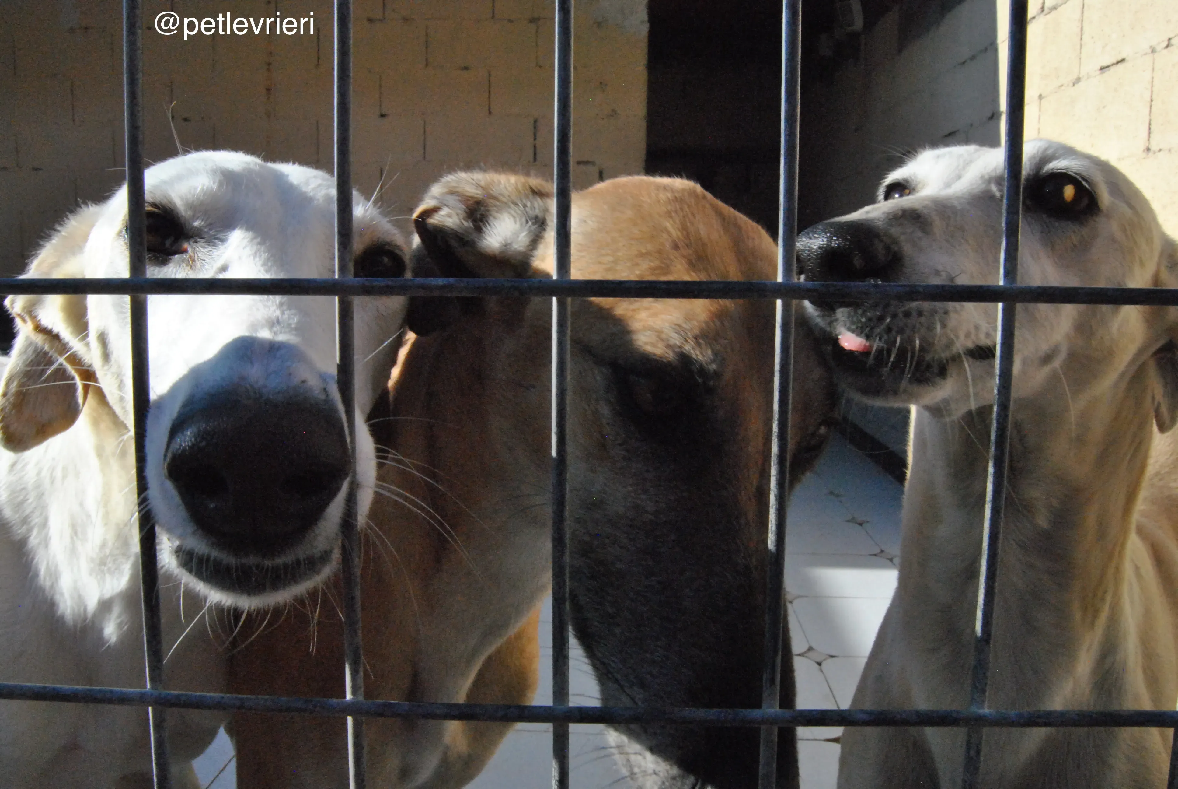 22 tori cacique liona adozione galgo quarantena