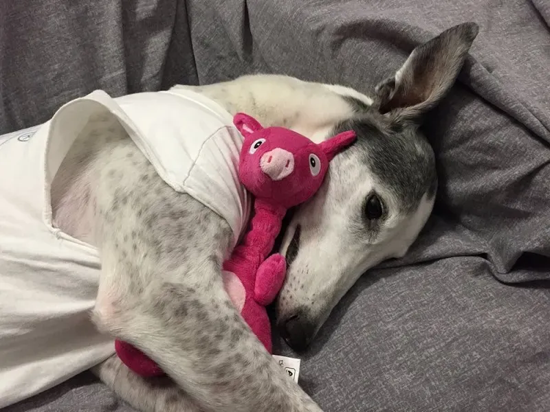 23117121 10213220564781701 8048397845703075405 o