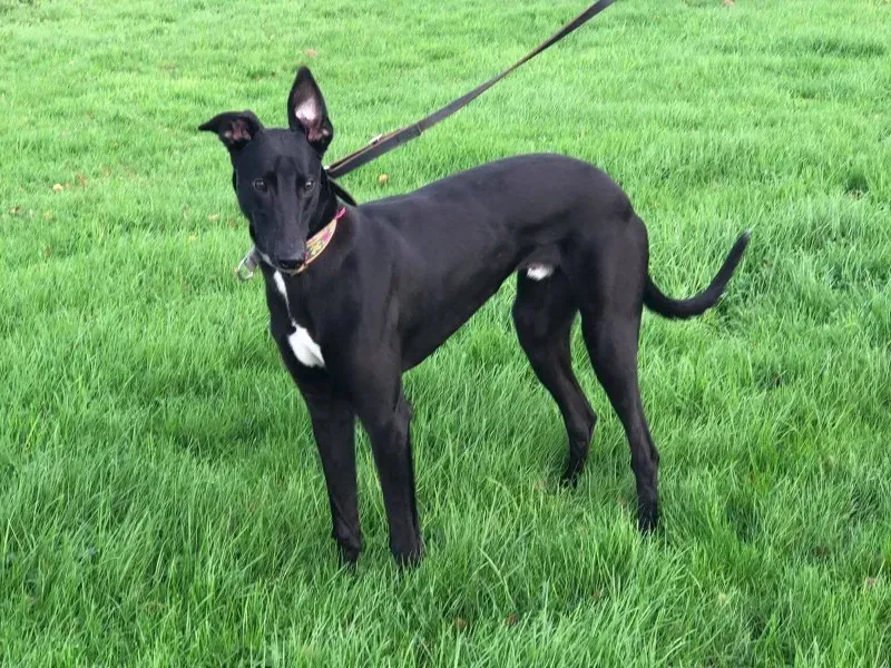 23157489 10214547117181321 1451223984 o