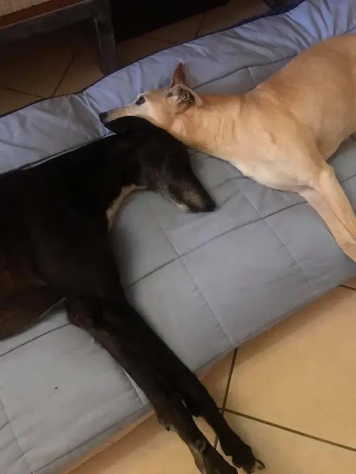 234735659 10219831906610087 1699814260294476774 n