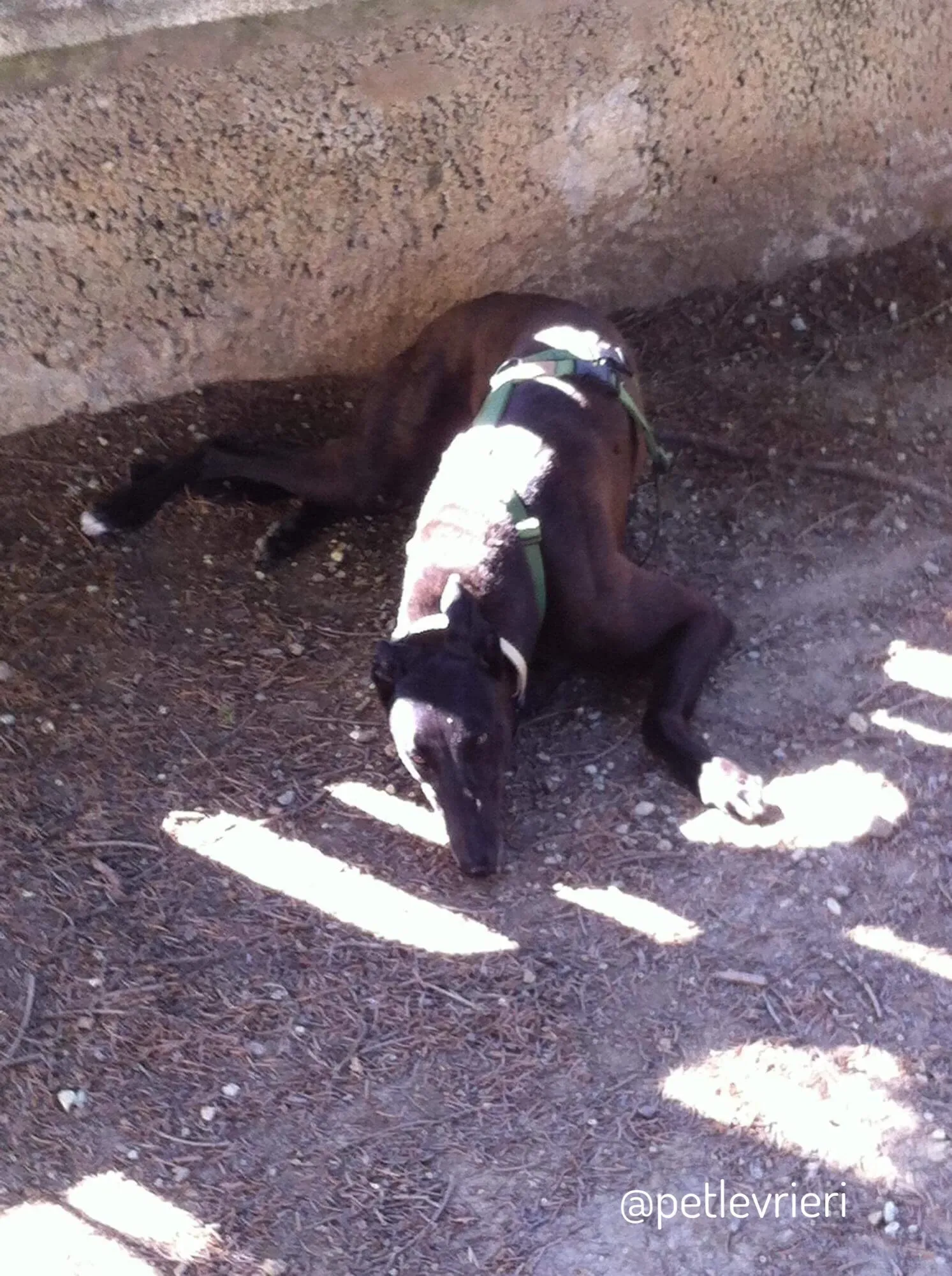 23  Rosie petlevrieri mercatodellacarne cina macao onlus