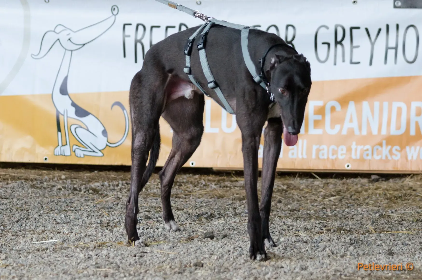 23 Jerry Greyhound rescue petlevrieri petlevrierionlus foster progettofoster