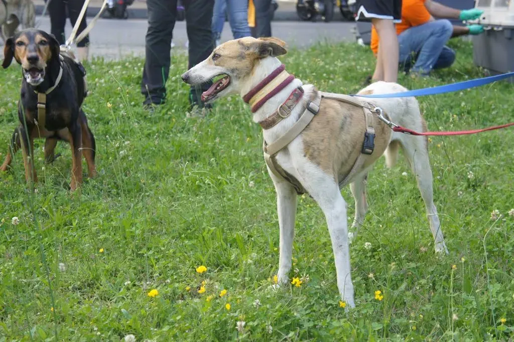 23 Sam whippet petlevrieri petlevrierionlus salvatomercatodellacarne appenaatterrato.JPG