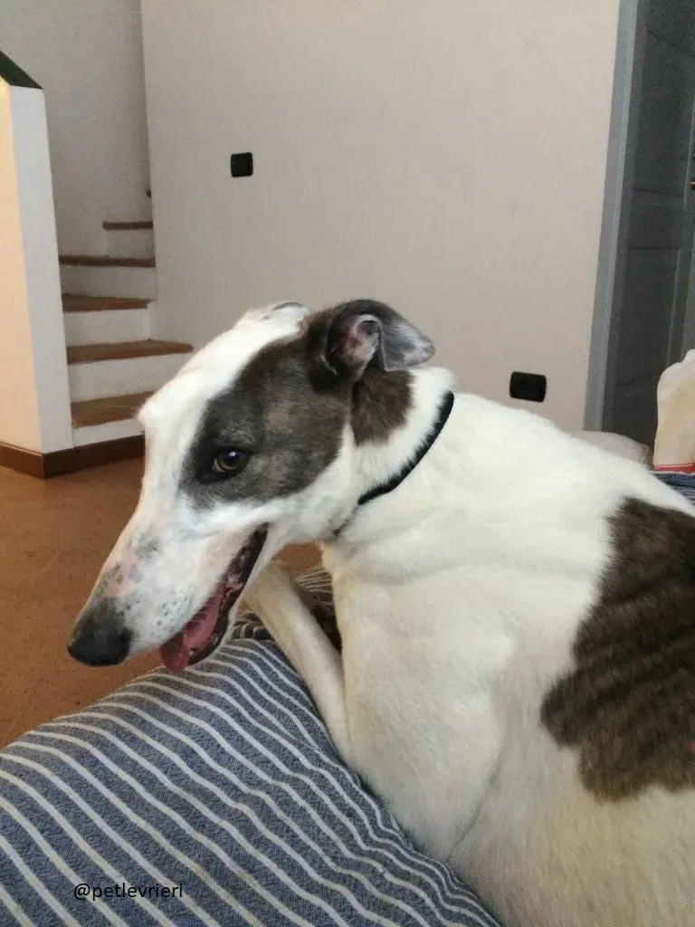 23 Spark Greyhound rescue petlevrieri petlevrierionlus foster progettofoster