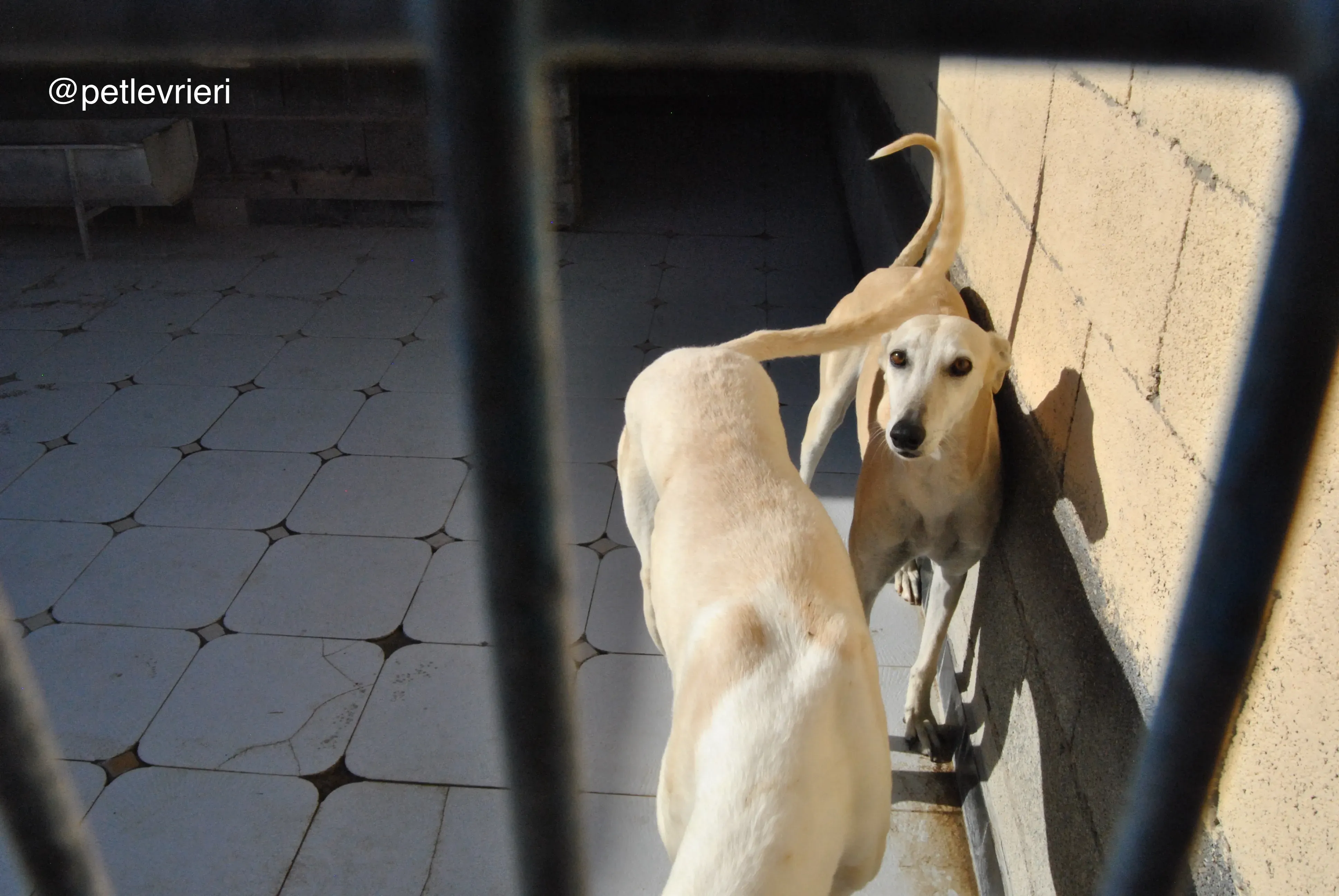 23 liona adozione galgo quarantena