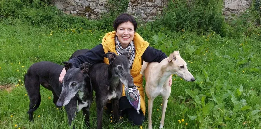 240528greyhounds 890x440 1