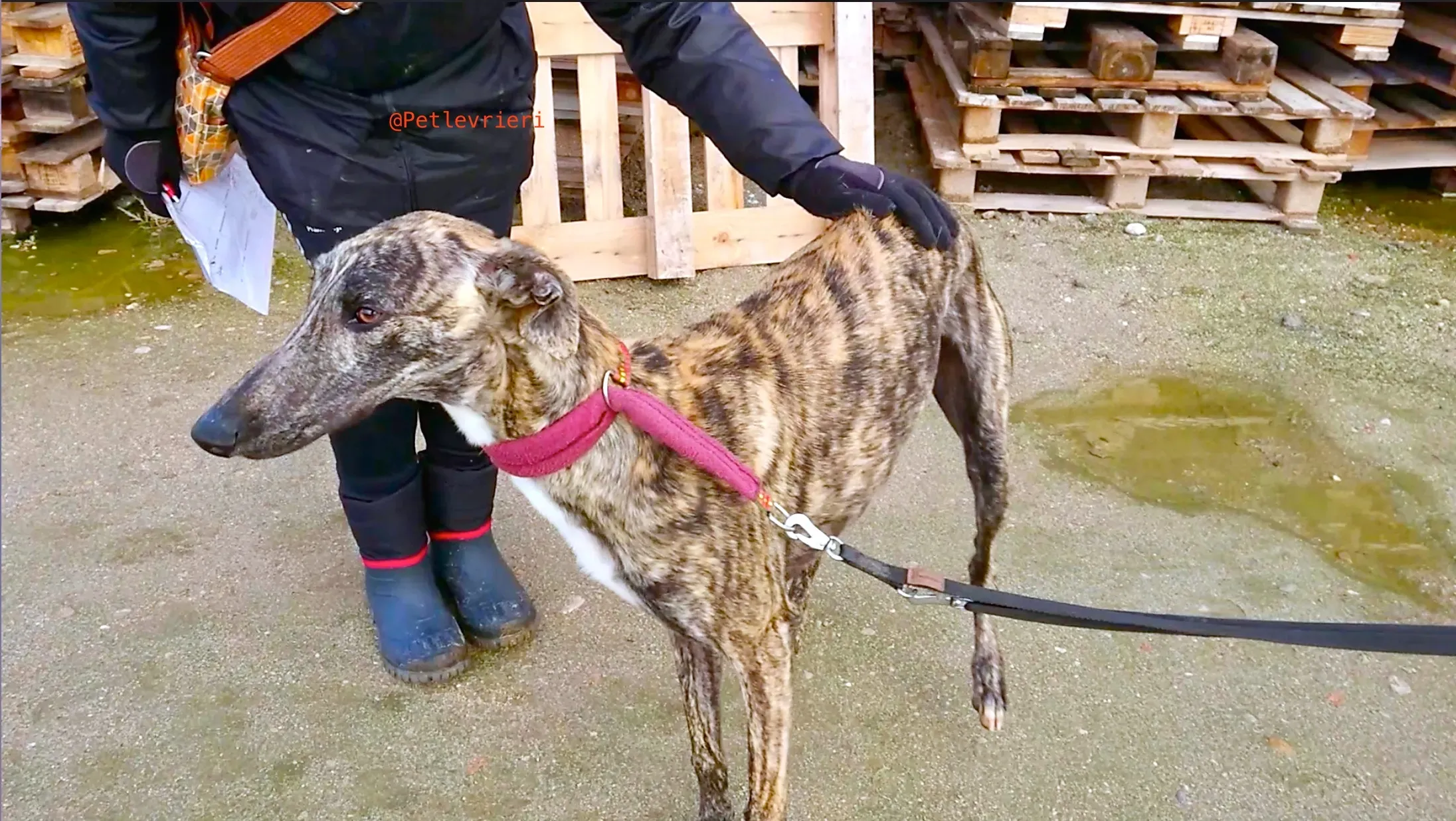 2407 adozione levrieri galgo 1