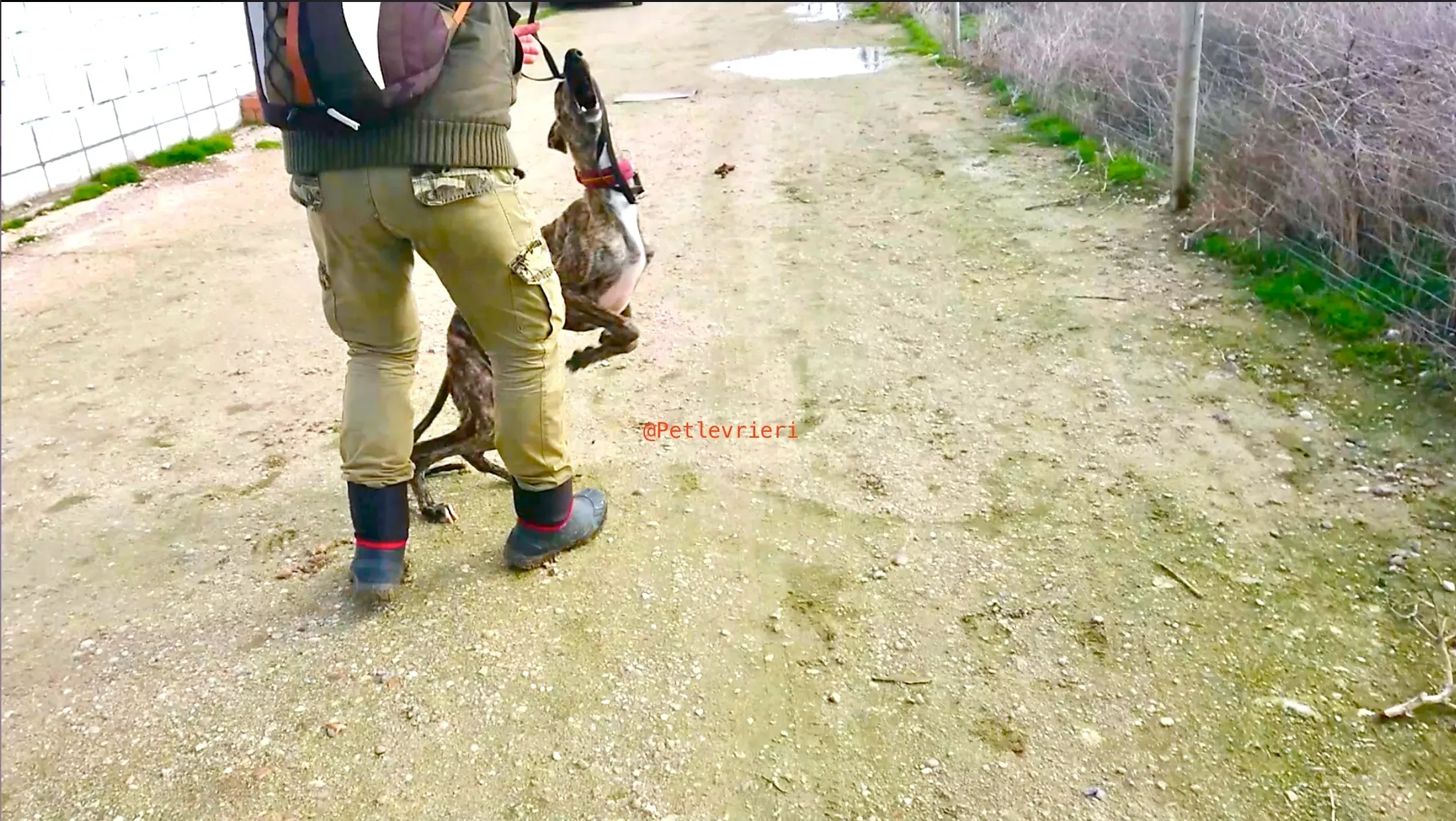 2407 adozione levrieri galgo 10 1