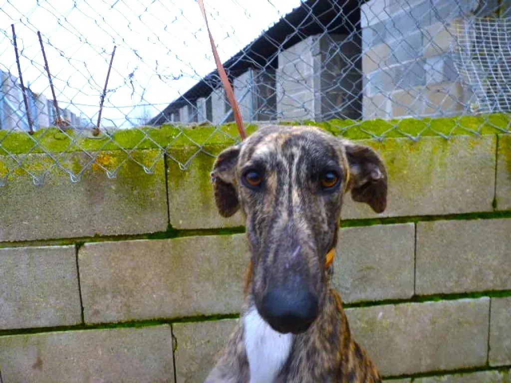 2407 adozione levrieri galgo 10