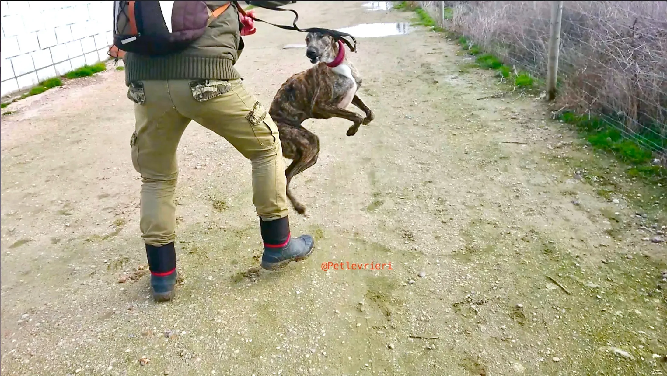 2407 adozione levrieri galgo 11 1