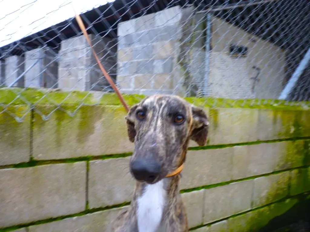 2407 adozione levrieri galgo 11