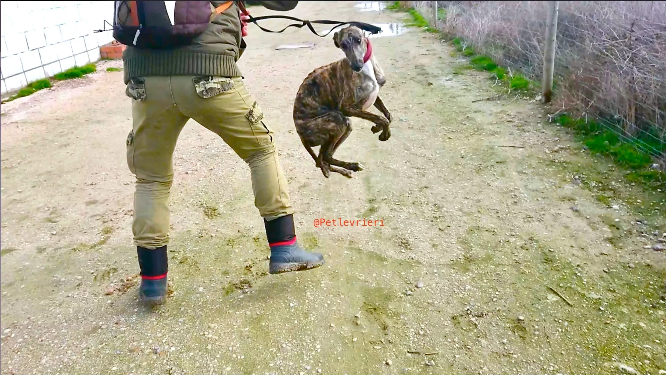 2407 adozione levrieri galgo 12 1