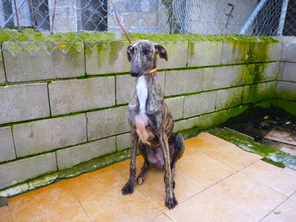 2407 adozione levrieri galgo 12