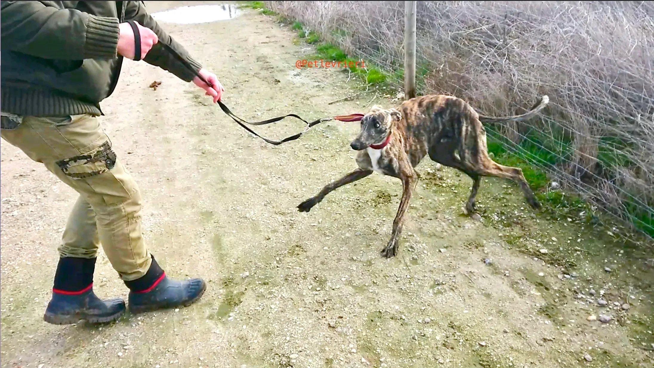 2407 adozione levrieri galgo 13 1