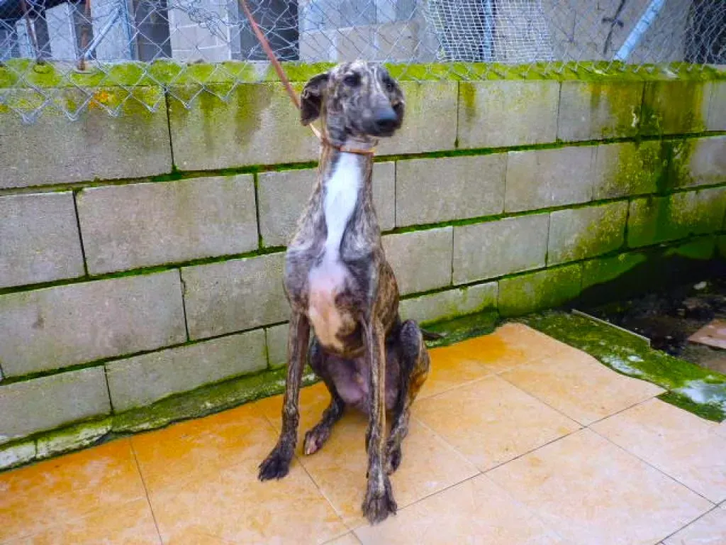 2407 adozione levrieri galgo 13