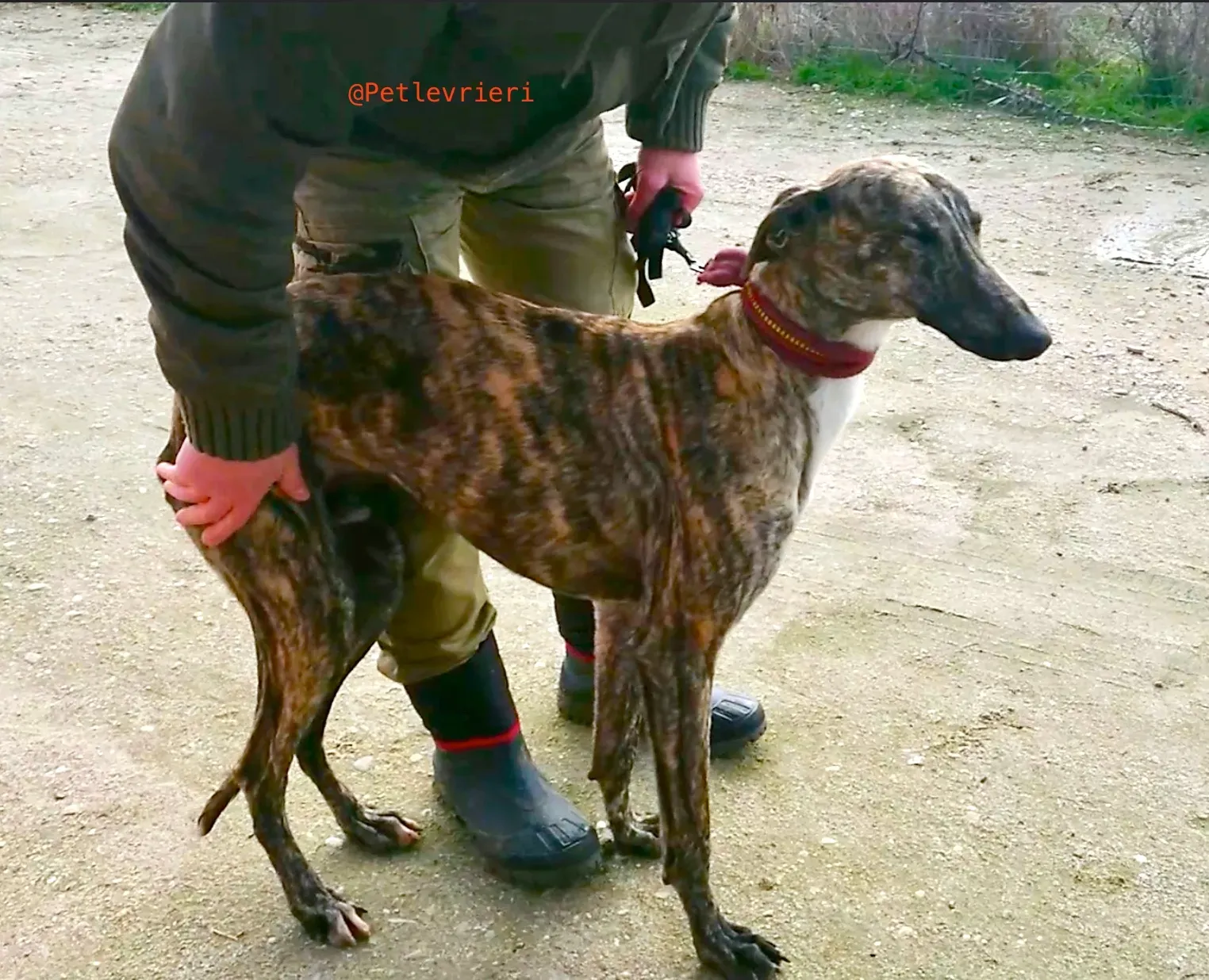 2407 adozione levrieri galgo 14