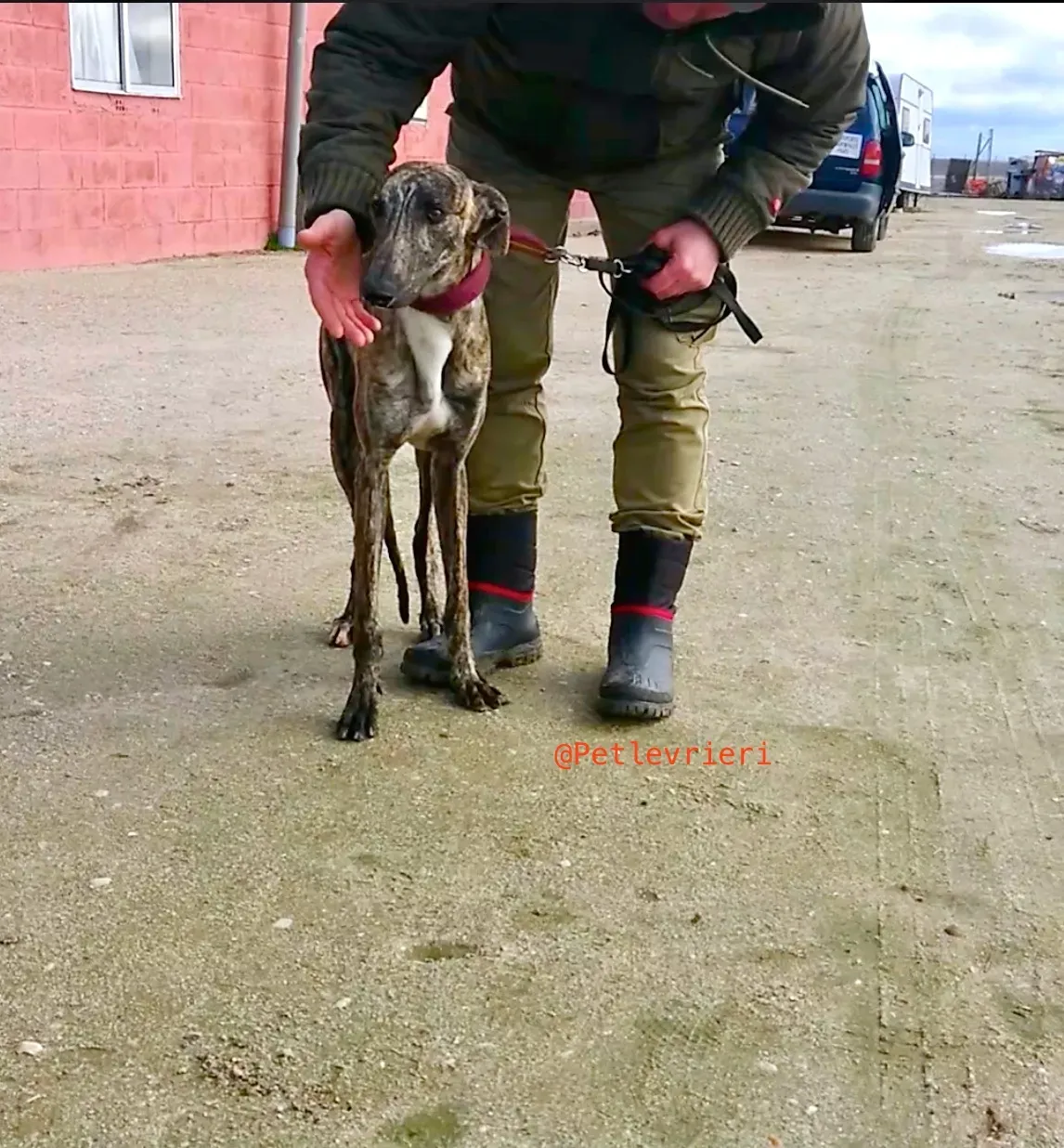 2407 adozione levrieri galgo 15 1