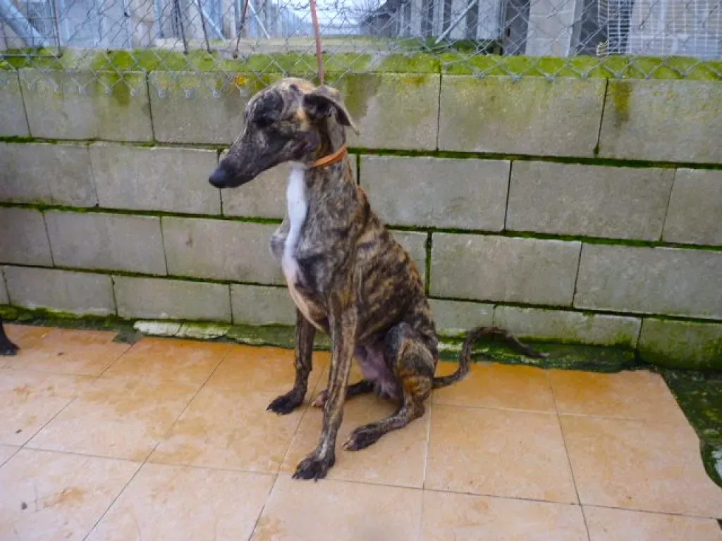 2407 adozione levrieri galgo 15