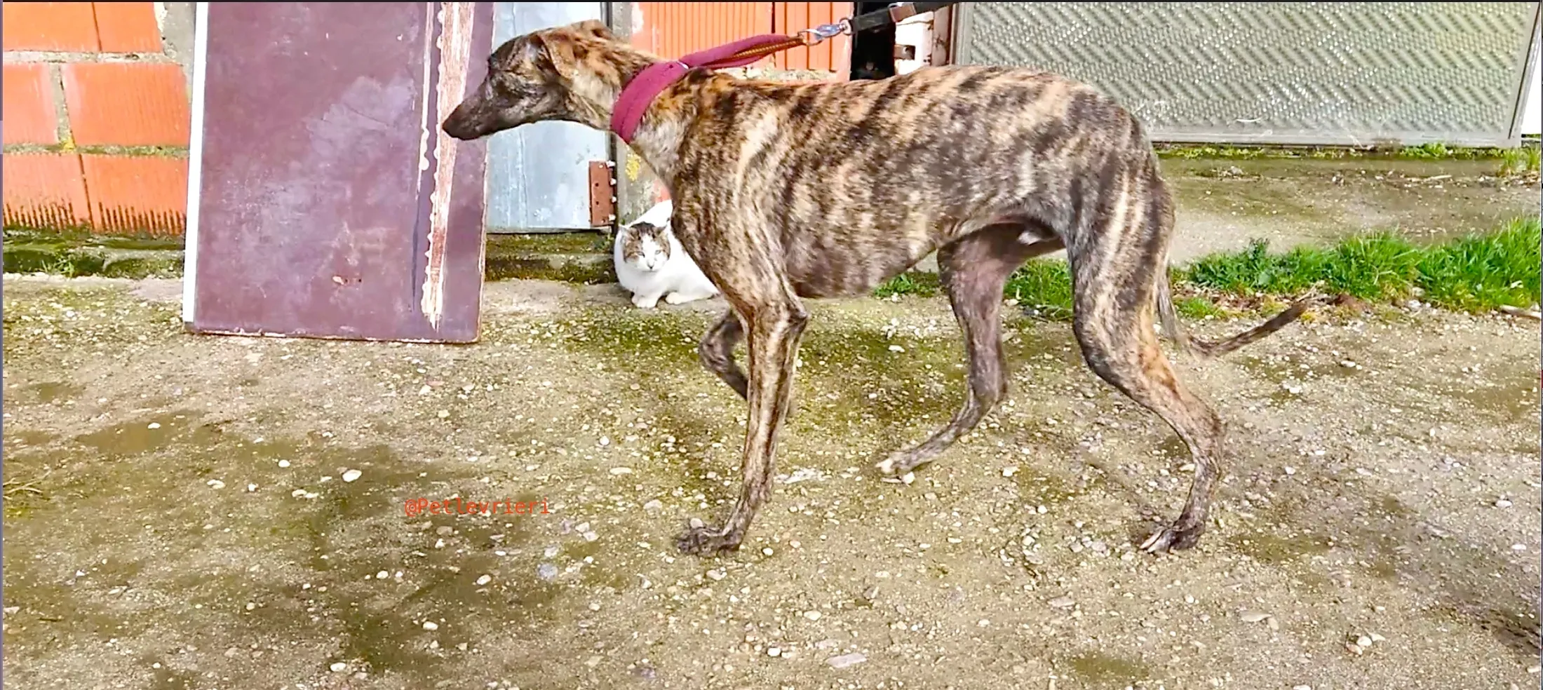 2407 adozione levrieri galgo 17