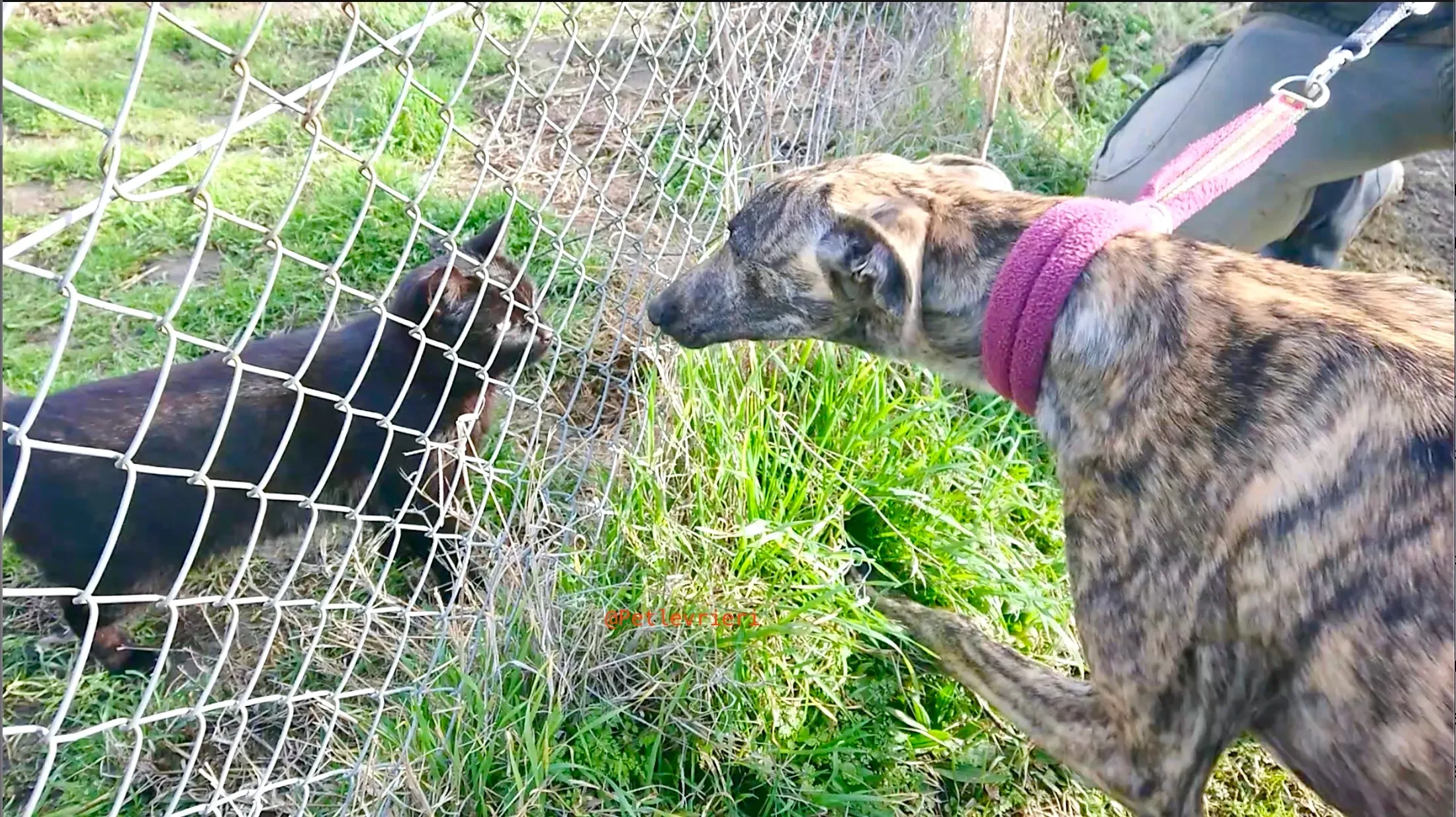 2407 adozione levrieri galgo 20