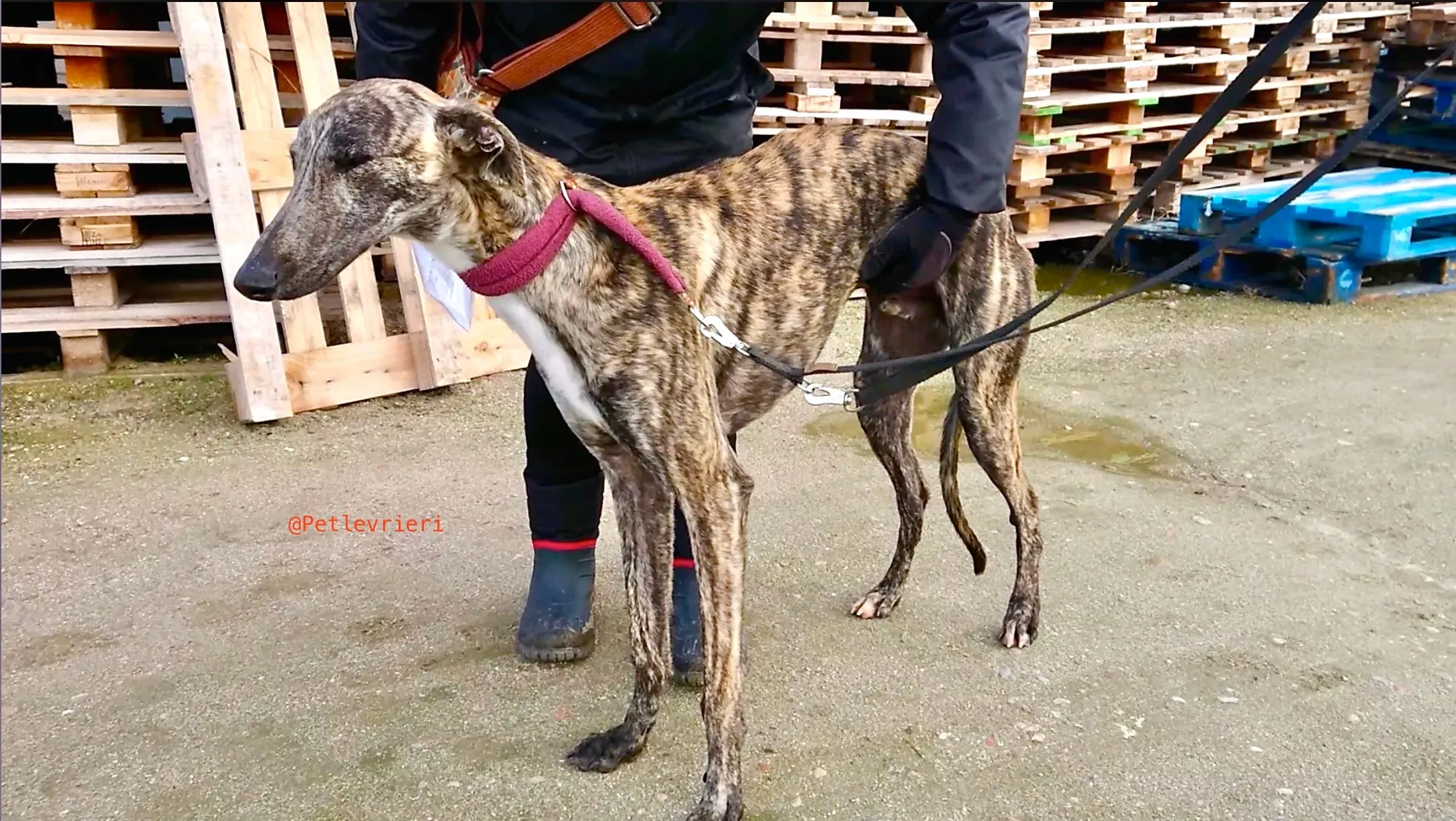 2407 adozione levrieri galgo 3