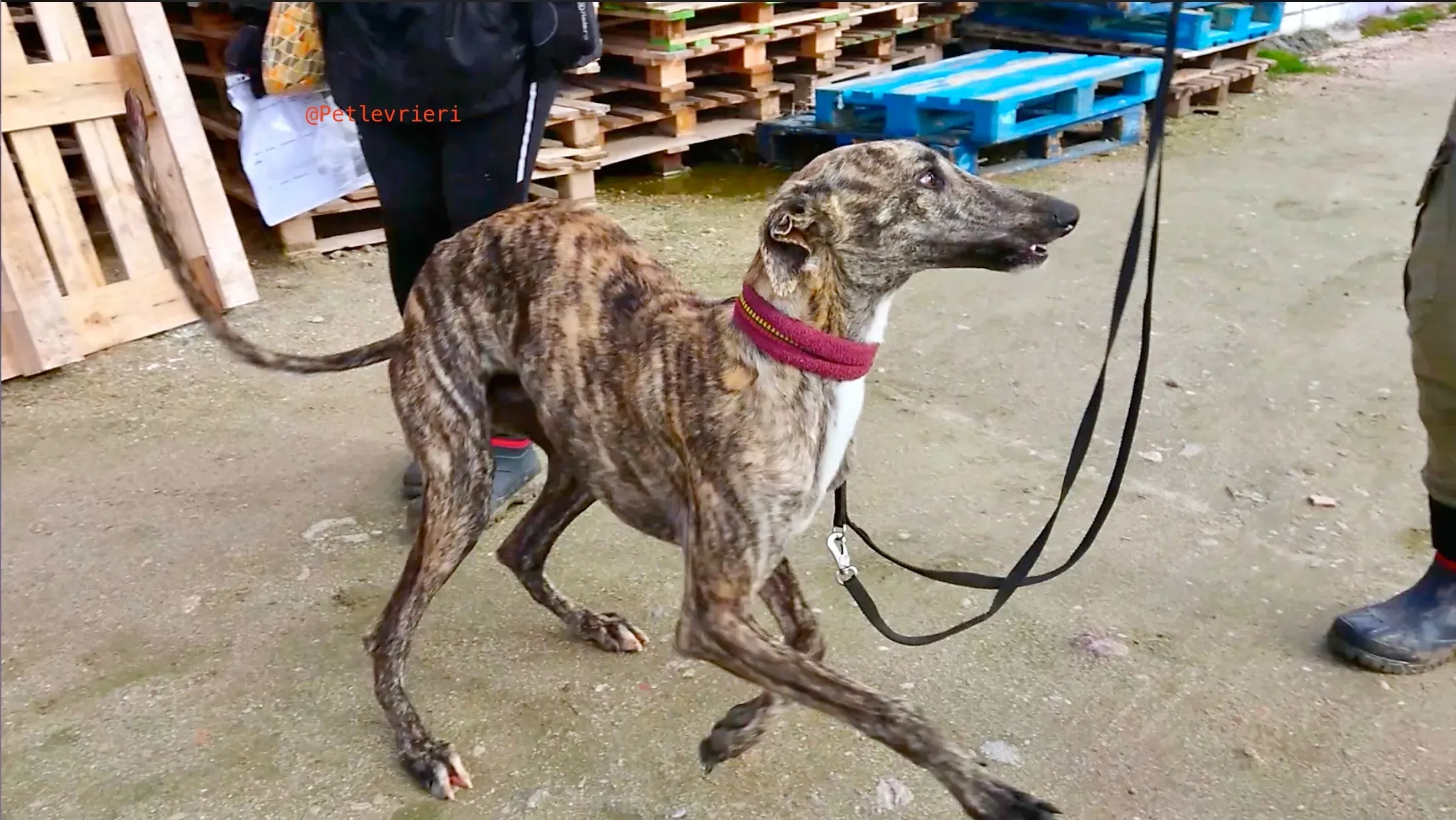 2407 adozione levrieri galgo 4