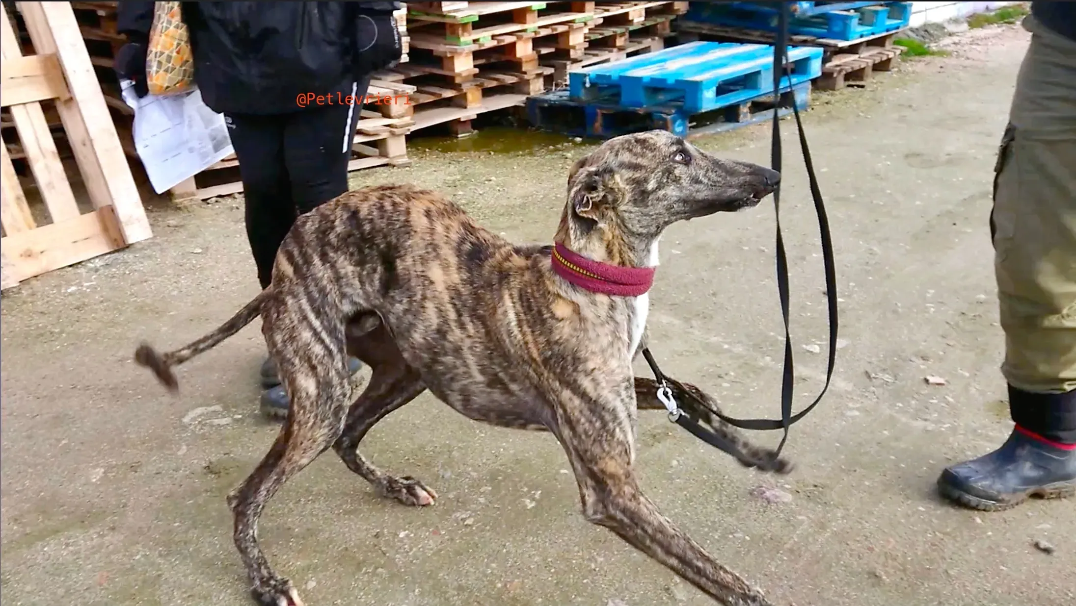 2407 adozione levrieri galgo 5