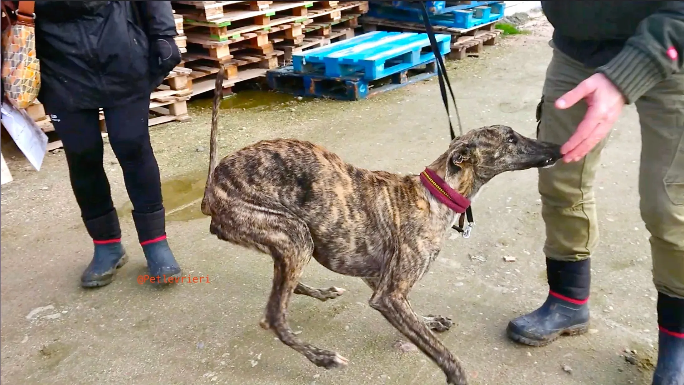 2407 adozione levrieri galgo 6