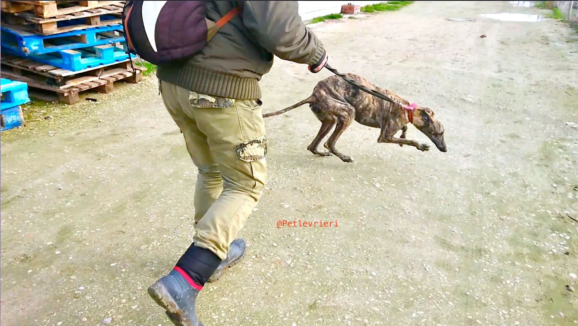 2407 adozione levrieri galgo 7