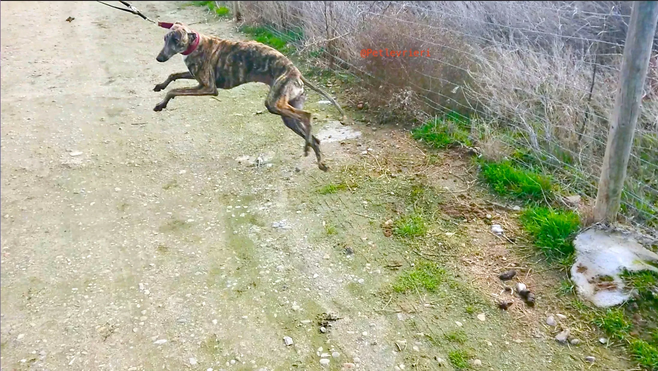 2407 adozione levrieri galgo 8