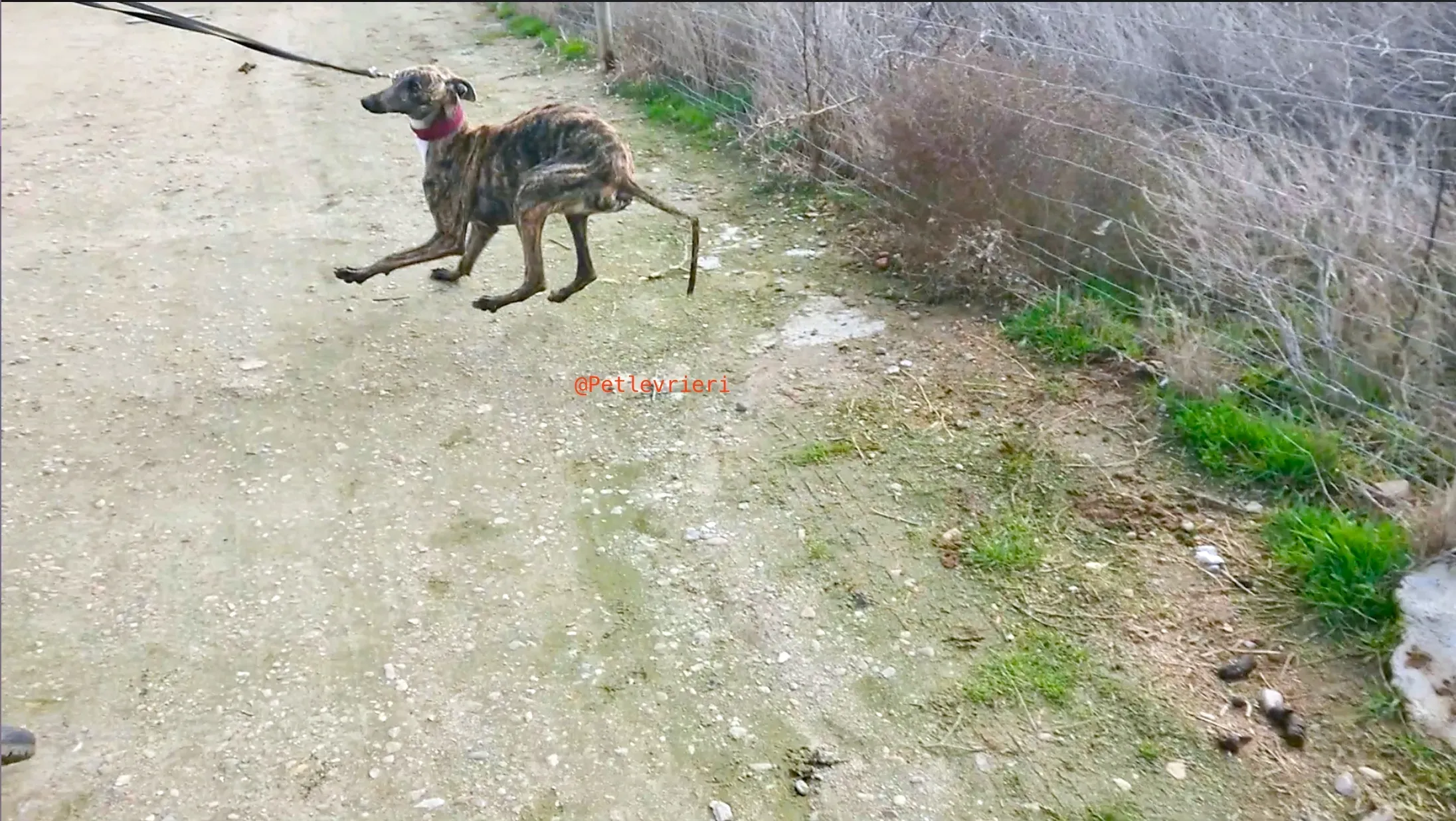 2407 adozione levrieri galgo 9