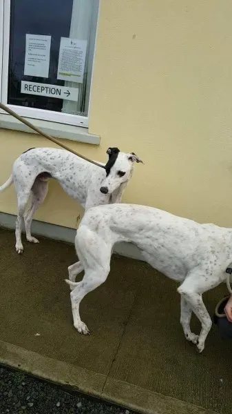 24138990 1581037718654492 592342298 o