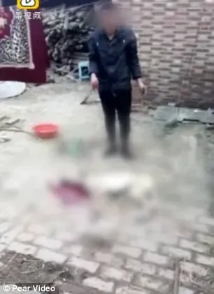 24312389 529304367427663 525658018258537731 n