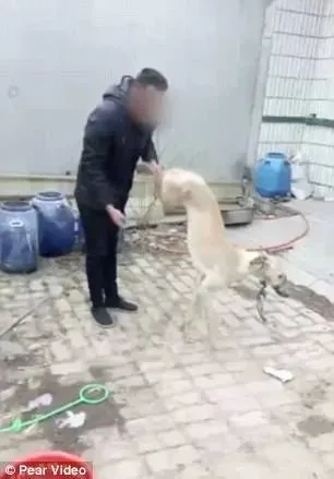 24796457 529304247427675 6389007292464931446 n