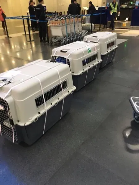 24862526 1567437683340081 4056004094000572802 n