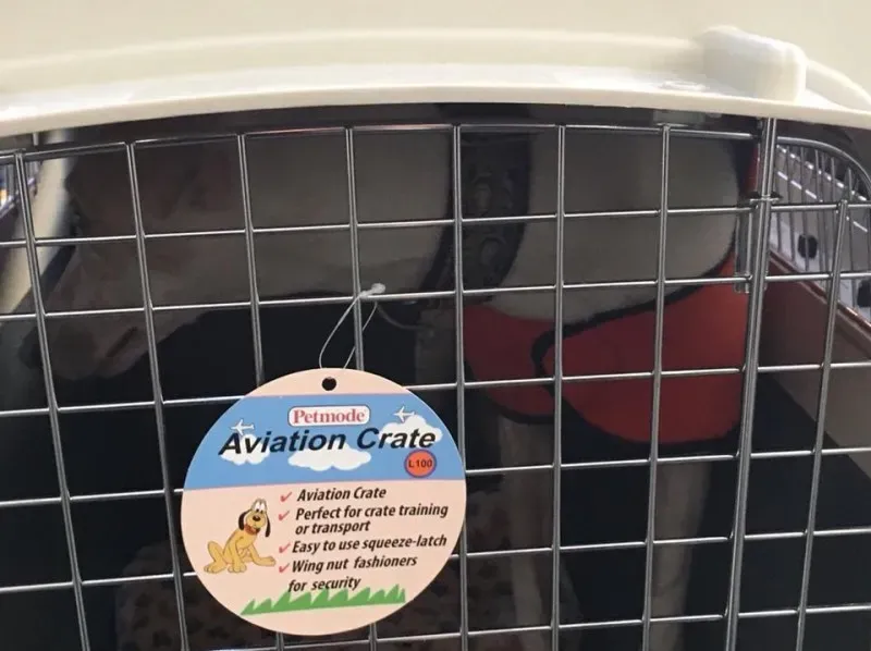 24909730 1567437626673420 8118808943261666439 n