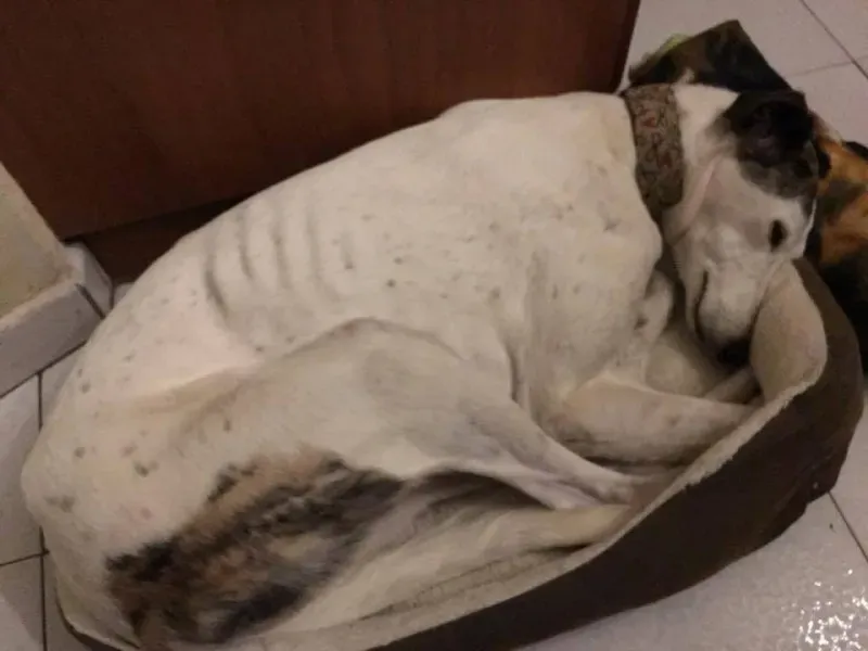 24991507 1569017513182098 6458826348906069765 n