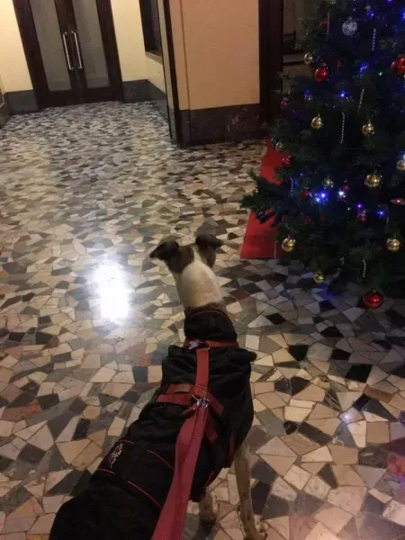 24993372 1569017516515431 4179637367142779016 n