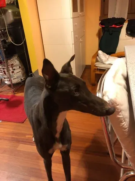 24993376 1568953496521833 5108753714825400129 n