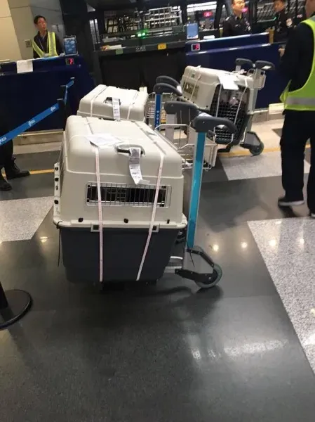 24993461 1567437713340078 549211283196662847 n