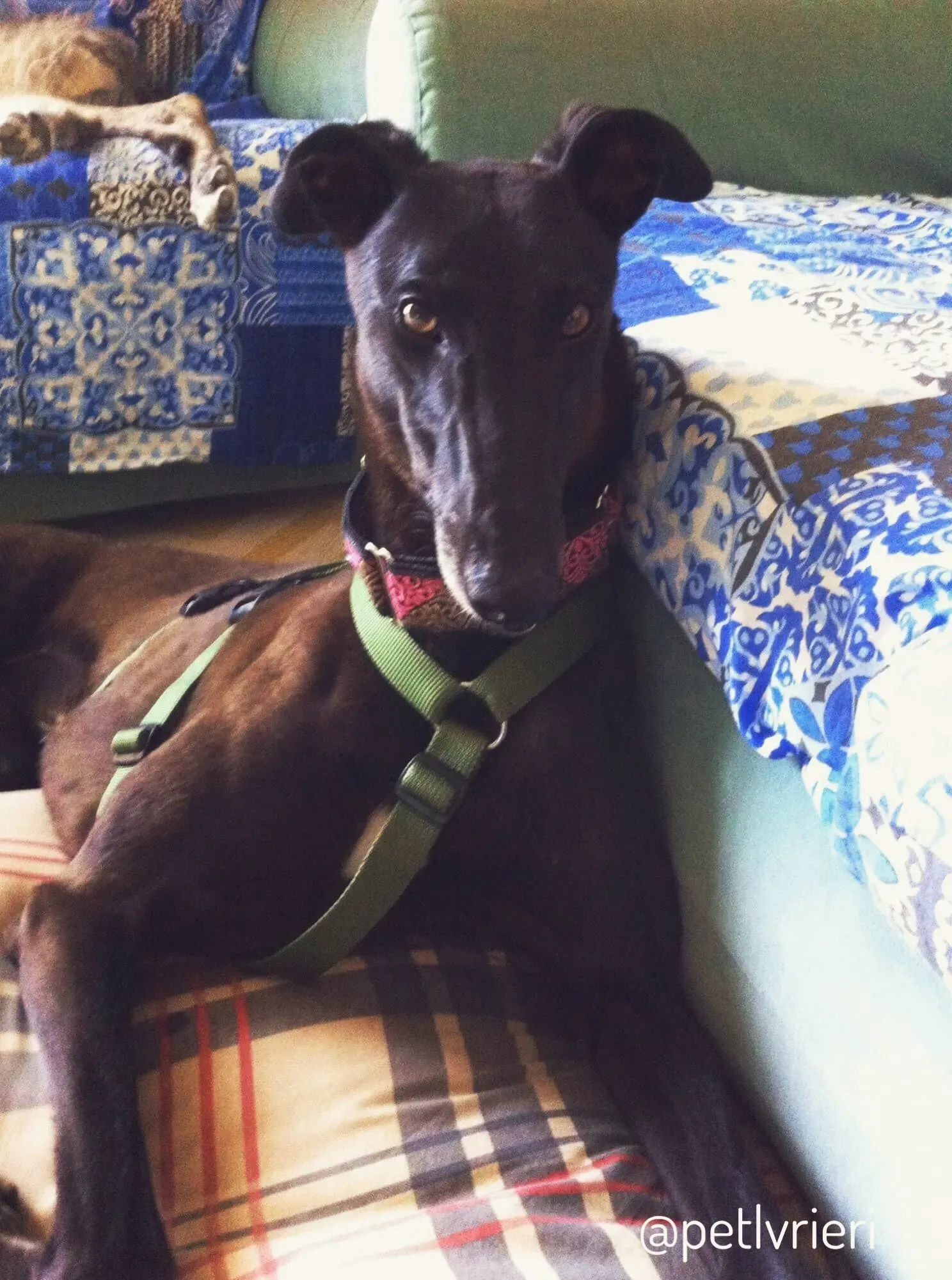 24  Rosie petlevrieri mercatodellacarne cina macao onlus