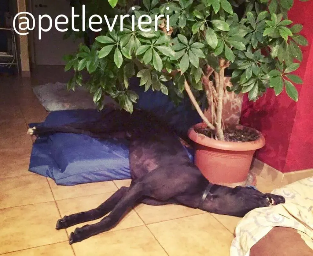 24 Doodle Greyhound rescue petlevrieri petlevrierionlus foster progettofoster