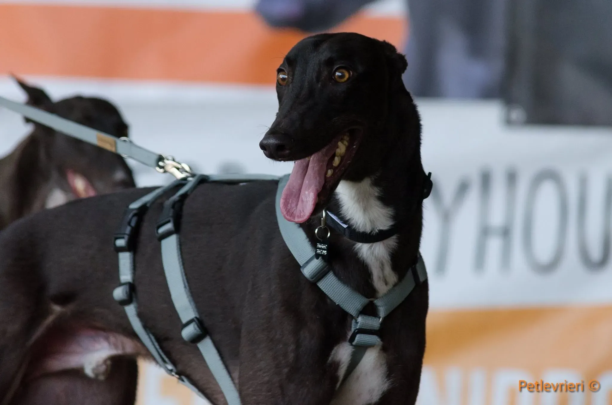 24 Jerry Greyhound rescue petlevrieri petlevrierionlus foster progettofoster